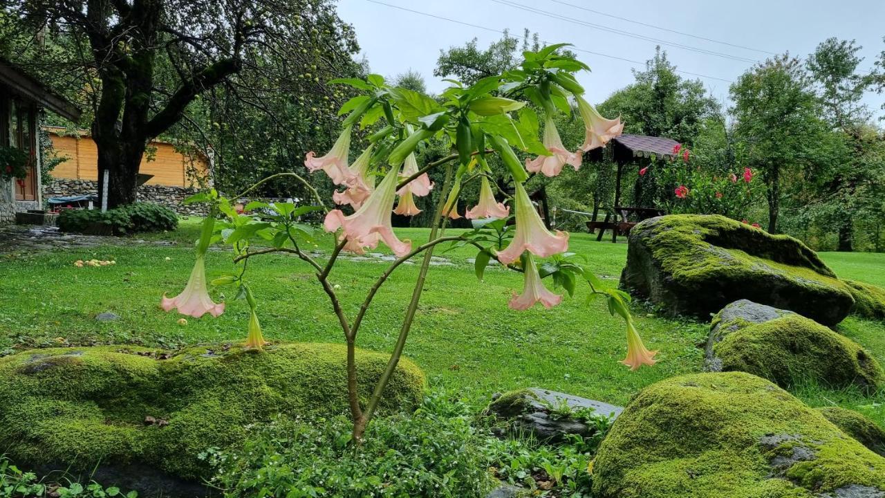 Casa Bunicului Alloggio per agriturismo Vistisoara
